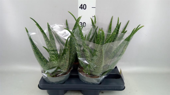 Aloe vera