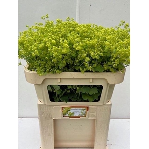Alchemilla Robustica Extra 70cn