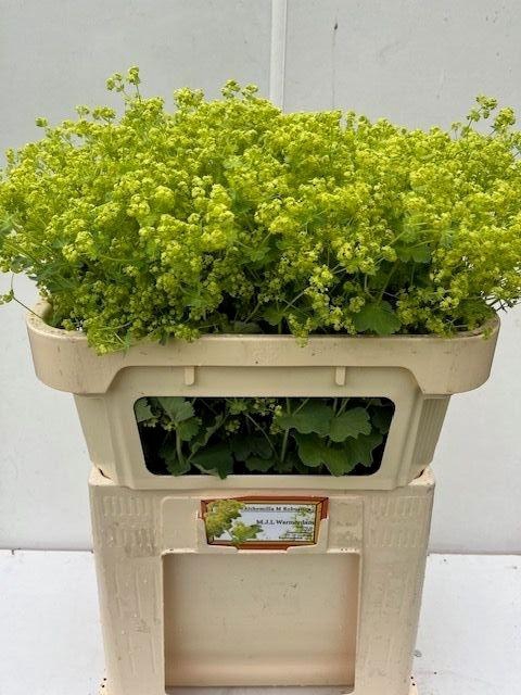 <h4>Alchemilla Robustica Extra 70cn</h4>