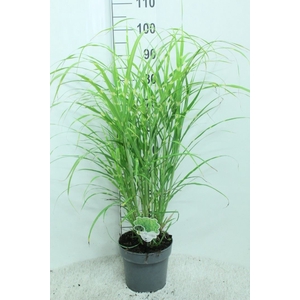 Miscanthus sin. 'Zebrinus'