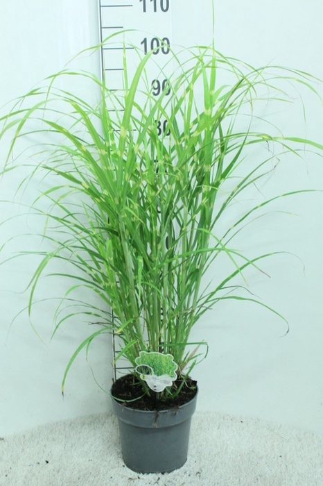 <h4>Miscanthus sin. 'Zebrinus'</h4>