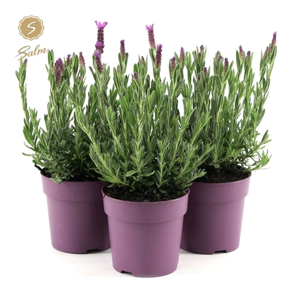 <h4>Lavandula st. 'Anouk'® Collection P12</h4>