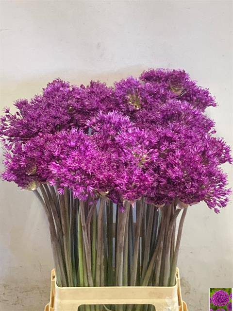 <h4>Allium purple sensation</h4>