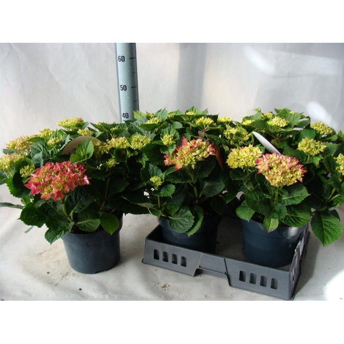 <h4>Hydrangea mac.   ...</h4>
