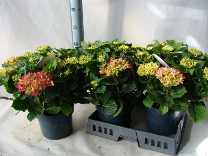 <h4>Hydrangea mac.   ...</h4>