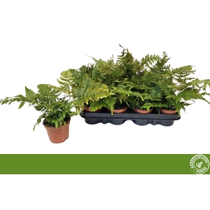 DRYOPTERIS ERYTHROSO