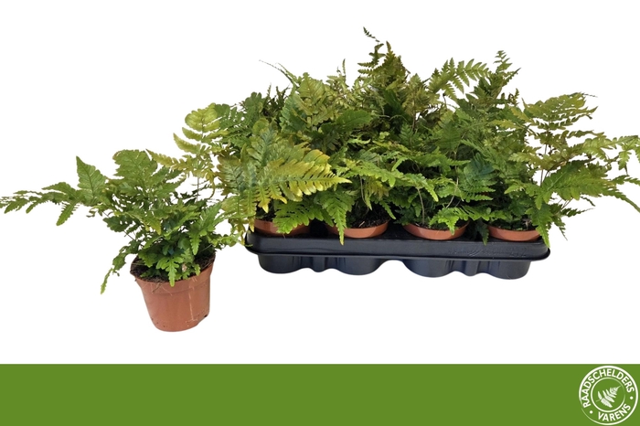 <h4>DRYOPTERIS ERYTHROSO</h4>