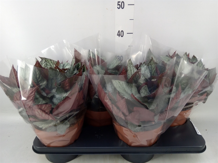 <h4>Begonia BD 'Beleaf Arctic Breeze'</h4>
