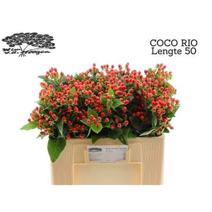 HYP COCO RIO
