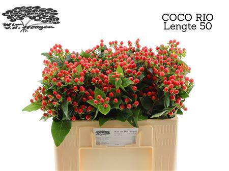 <h4>HYP COCO RIO</h4>