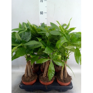 Pachira aquatica