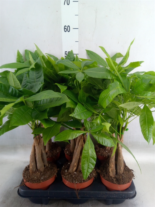 <h4>Pachira aquatica</h4>