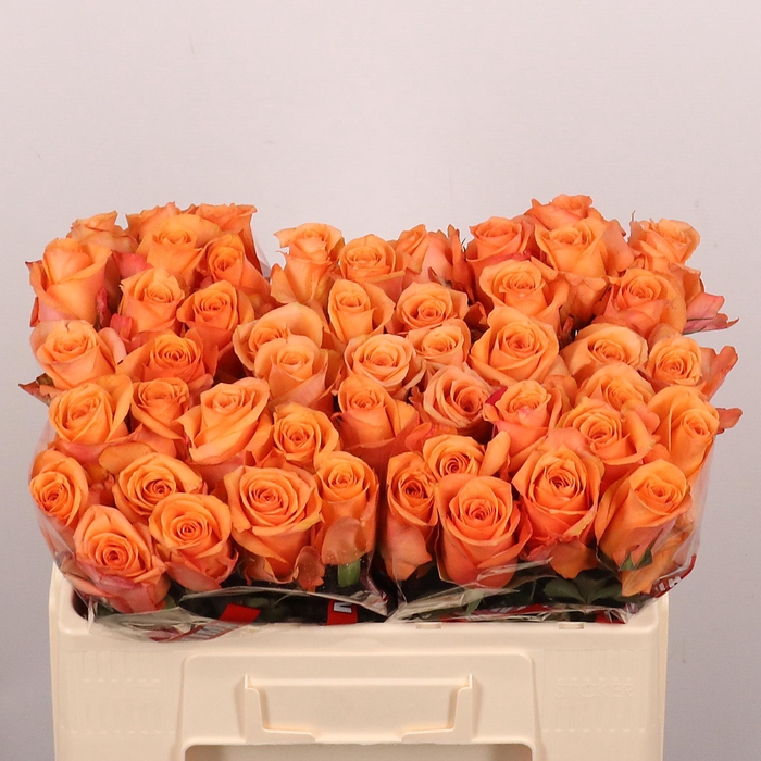 <h4>R GR SAUTI SOL</h4>