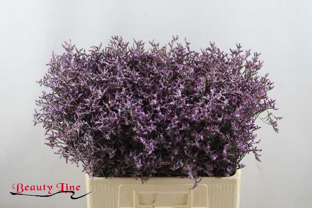 <h4>LIM SAF LILAC</h4>