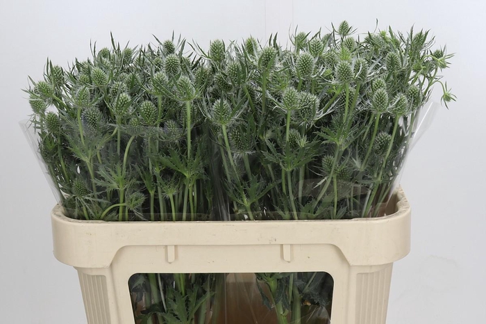 <h4>Eryngium Silver Dynamite</h4>
