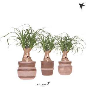 Kolibri Greens Beaucarnea in Ethnic pot sand mix