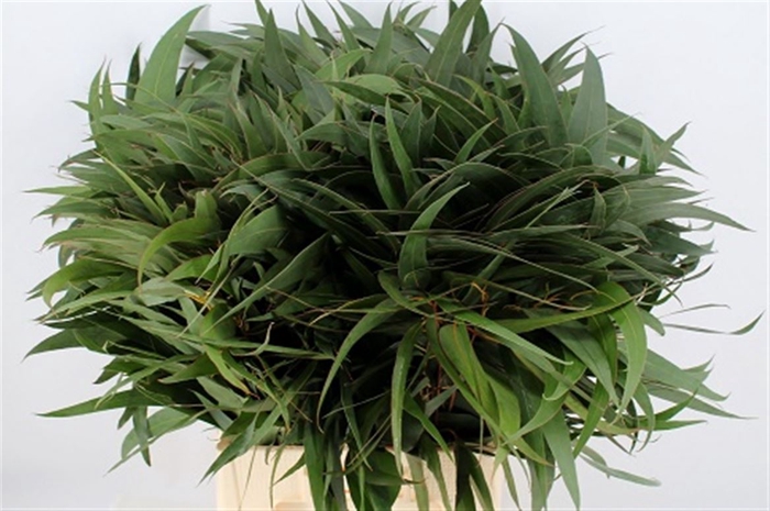 <h4>Euca Giganteum Per Tak</h4>