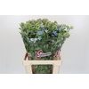 Oxypetalum Tweedia Blue