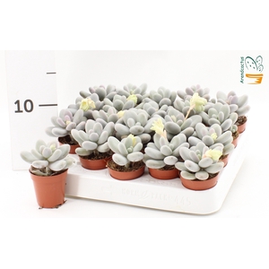 PACHYPHYTUM OVIFERUM