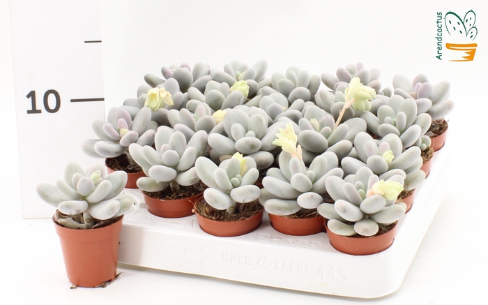 <h4>PACHYPHYTUM OVIFERUM</h4>