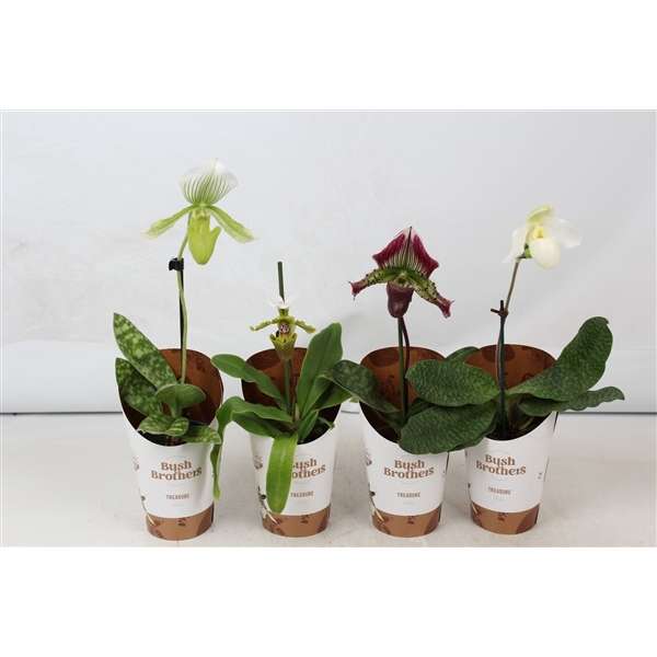 <h4>Paphiopedilum mix 9 cm</h4>