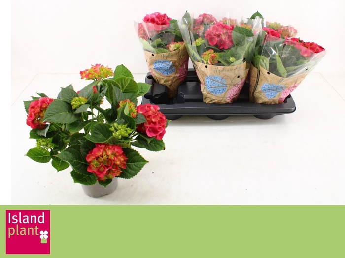 <h4>HYDR M HOT RED</h4>