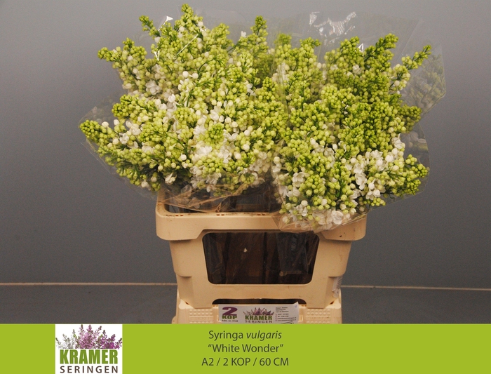 <h4>SYR VU WHITE WONDER</h4>