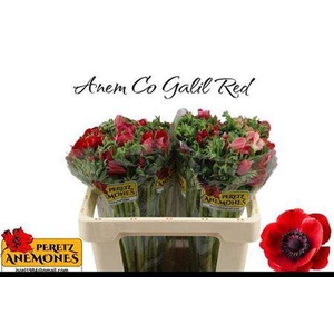 Anem Co Galil Rood