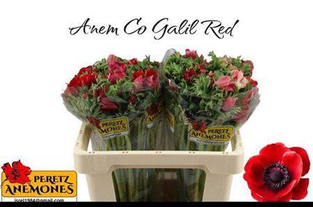 <h4>Anem Co Galil Rood</h4>