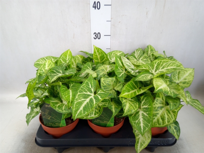 <h4>Syngonium  'Arrow'</h4>