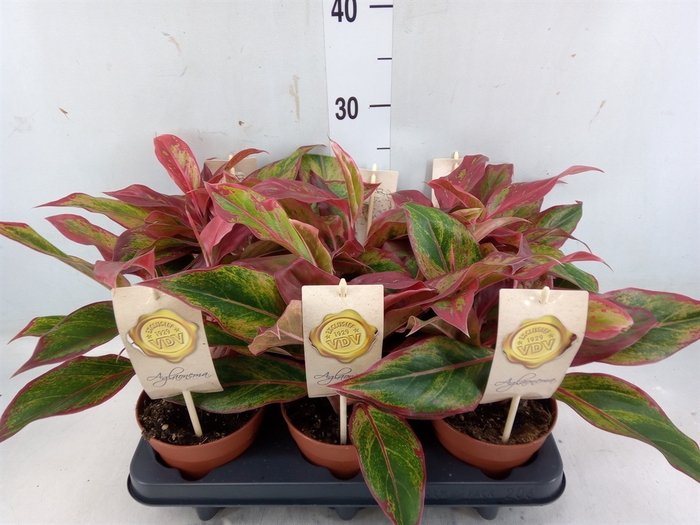 <h4>Aglaonema  'Crete'</h4>