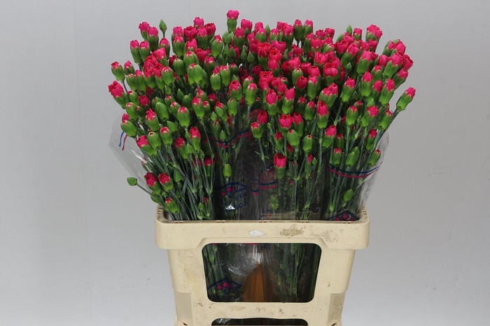 <h4>Di Tr Cerise</h4>