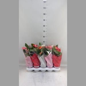 Anthurium   ...mix 4