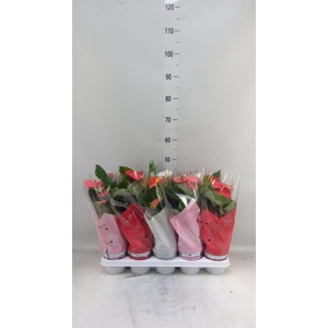 Anthurium   ...mix 4