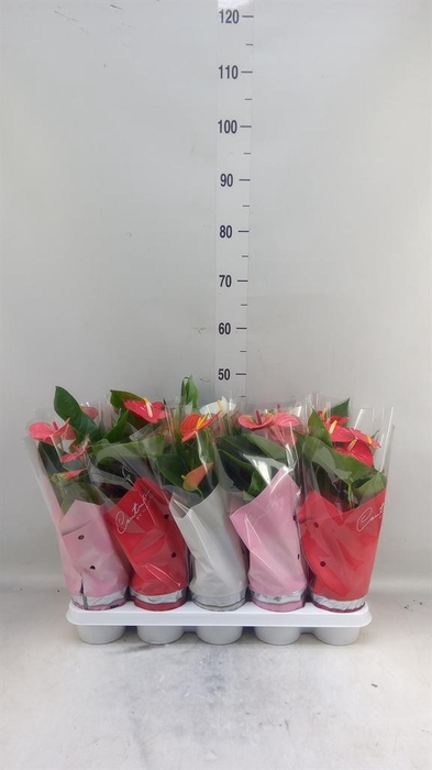 <h4>Anthurium   ...mix 4</h4>