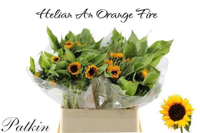 <h4>HELI ORANGE FIRE</h4>