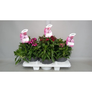 Dianthus barb.