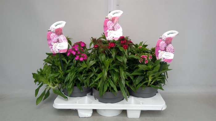 <h4>Dianthus barb.</h4>