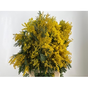 ACACIA BAILEYA BL BS