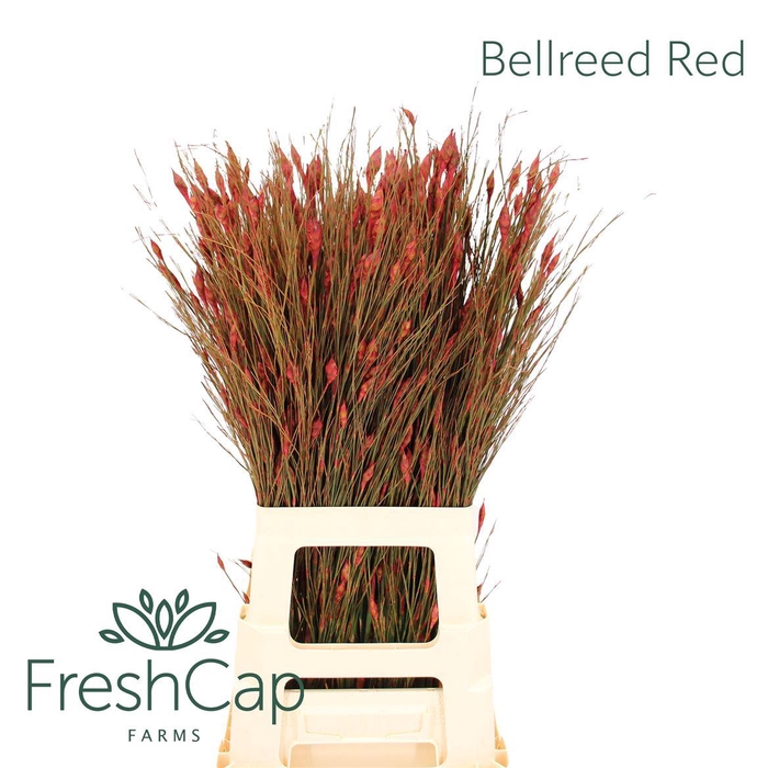 <h4>Bellreed Red</h4>