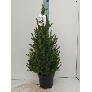PICEA GL CONICA