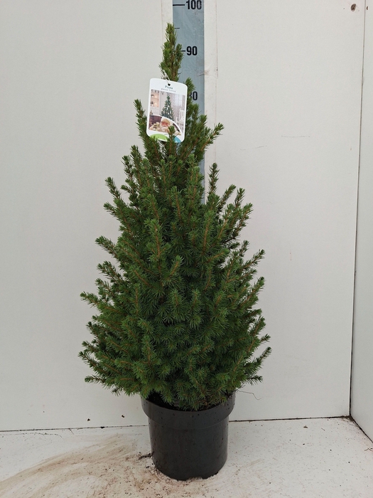 <h4>PICEA GL CONICA</h4>