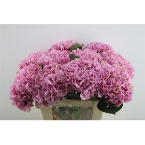 Hydr. M Juliette Pink 60-20