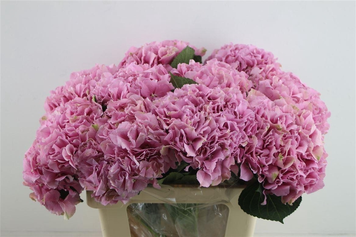 <h4>Hydr. M Juliette Pink 60-20</h4>