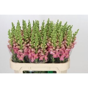 Antirrhinum Opus Pink