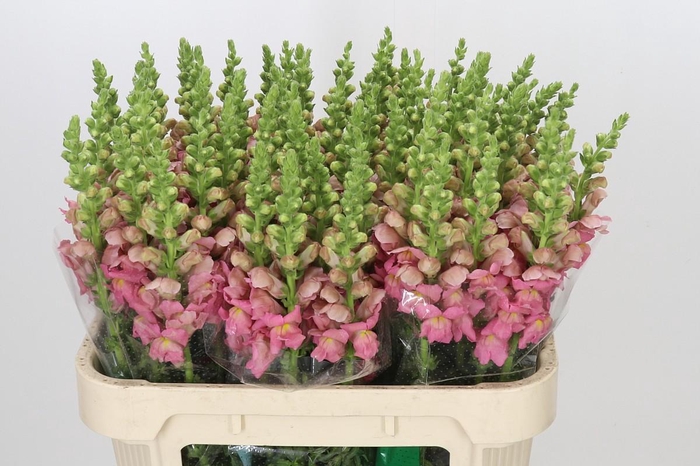 <h4>Antirrhinum Opus Pink</h4>