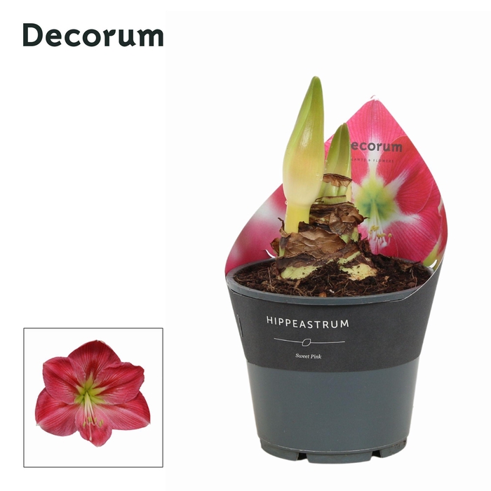 <h4>Amaryllis Sweet Pink 2 Knop Extra OP (Decorum)</h4>