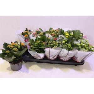 arr8 Kalanchoe Favorita 6 Colour Mix