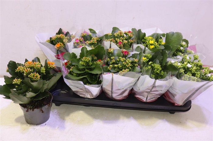 <h4>Kalanchoe Favorita 6 Colour Mix</h4>