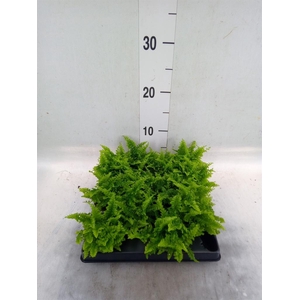 Nephrolepis exal.   ...